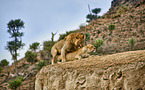 lions