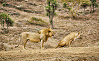 lions