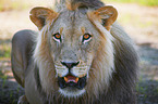lion