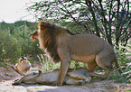 lions