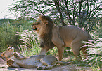 lions