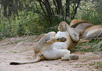 lions
