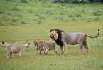 lions