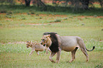 lions