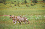lions
