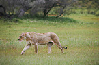 lion