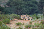 lions
