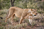 lion