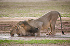lions