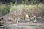 lions