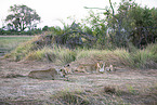 lions