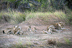 lions