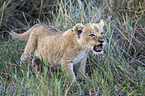 lion