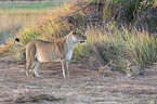 lions