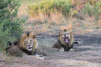 lions