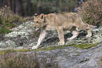 young lioness