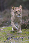 young lioness