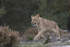 young lioness