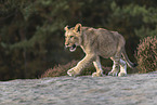 young lioness