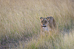 Lioness