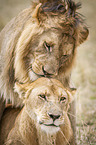 Lions mating