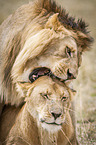 Lions mating