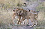 Lioness with cub