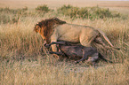 Lion wild blue Wildebeest