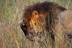 Lion wild blue Wildebeest