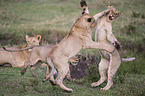 fighting Lion cubs