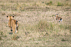 Lioness kills Thomson baby Gazelles