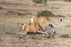 Lioness kills Thomson baby Gazelles