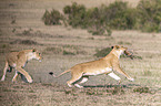 Lioness kills Thomson baby Gazelles