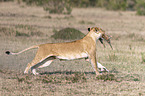 Lioness kills Thomson baby Gazelles