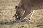 Lioness kills Thomson baby Gazelles