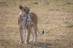 Lioness kills Thomson baby Gazelles