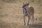 Lioness kills Thomson baby Gazelles