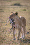 Lioness kills Thomson baby Gazelles