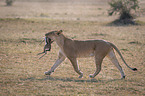 Lioness kills Thomson baby Gazelles