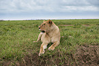 lying Lion