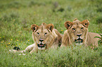 lying Lions
