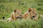 lying Lions