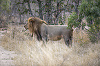 standing Lion
