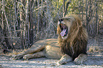 lying Lion