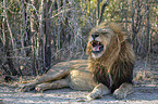 lying Lion