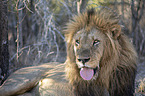 lying Lion