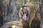 lying Lion