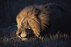 lying Lion
