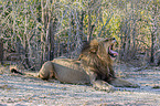 lying Lion