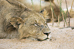 lying Lion